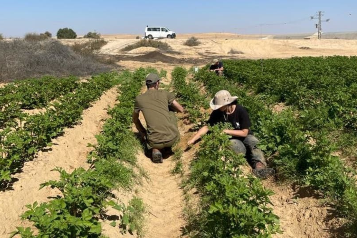 इजरायलबाट १० हजार कामदारको मागः श्रम मन्त्रालय पठाउन इच्छुक तर लागेन टुंगो