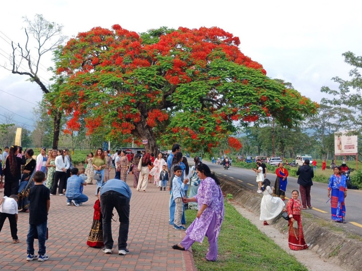 ढकमक्क फुलेका गुलमोहरमा तानिए पर्यटक 