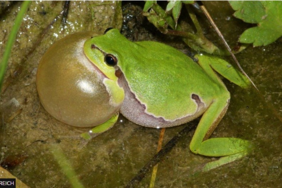 स्विट्जरल्याण्डमा यसरी बढाइयो संकटासन्न भ्यागुताको संख्या