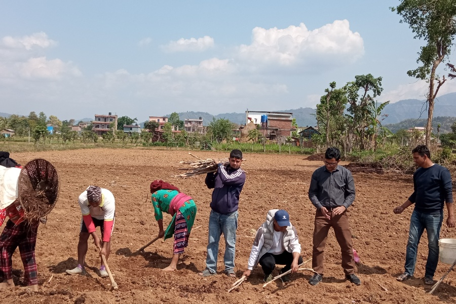 उखुखेती प्रवर्द्धनमा रामपुरका युवा, १५ रोपनीमा व्यावसायिक खेती