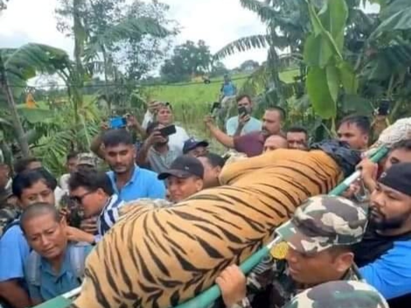 हात्ती परिचालन गरी नियन्त्रणमा लिइयो बाघ