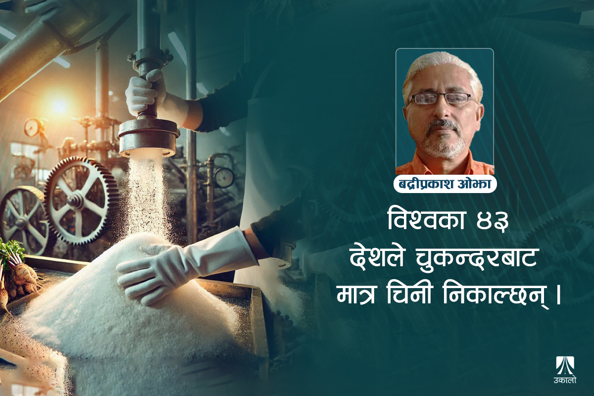 चुकन्दरबाट चिनी– हिमाली/पहाडी क्षेत्रमा बन्न सक्छ कमाइको विकल्प