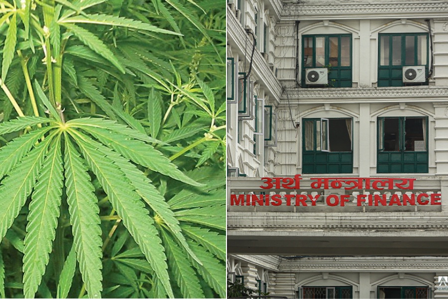 गाँजाखेती सम्भाव्यता अध्ययन गर्न सरकारले बनायो कार्यदल