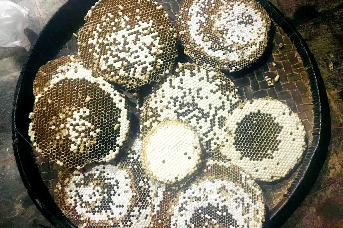 किन आवश्यक छ रेस्टुराँमा परिकार बनिरहेका अरिंगालको संरक्षण?