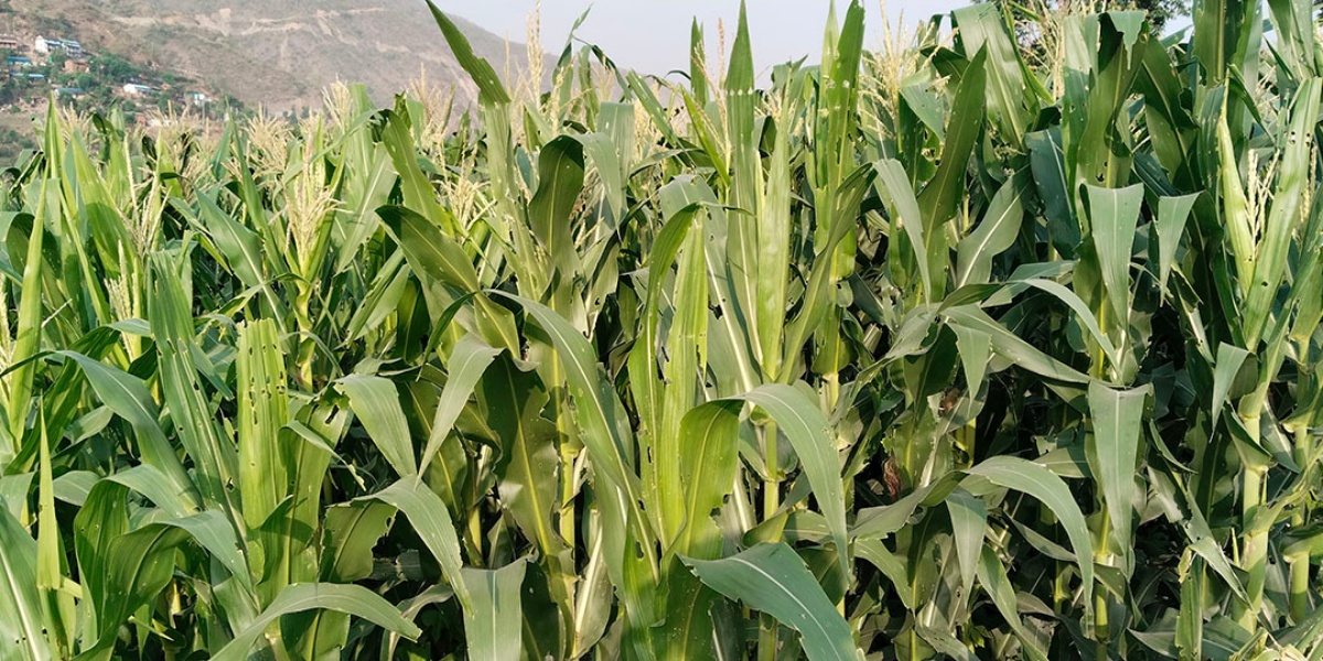 रामेछापमा मकैबालीमा फौजी किराको प्रकोप