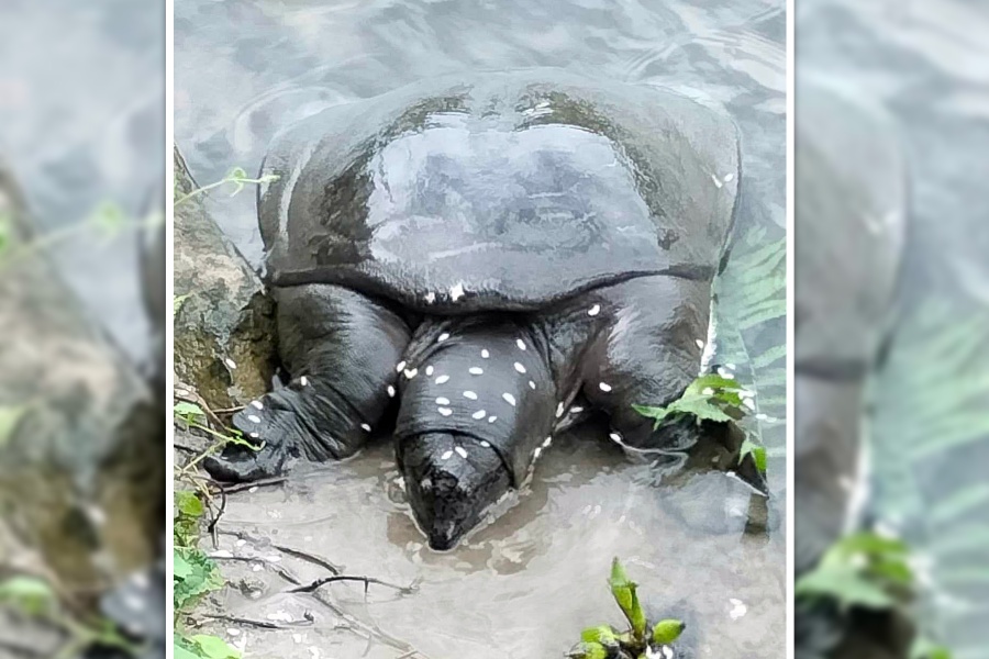 बेतनामा फेला पर्‍यो अति संकटापन्न ‘ब्लाक सफ्टसेल’ कछुवा