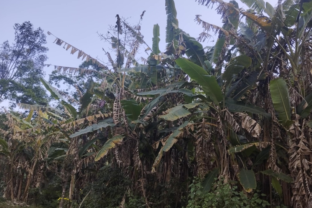 केराका बोट सुक्न थालेपछि म्याग्दीका किसान चिन्तित