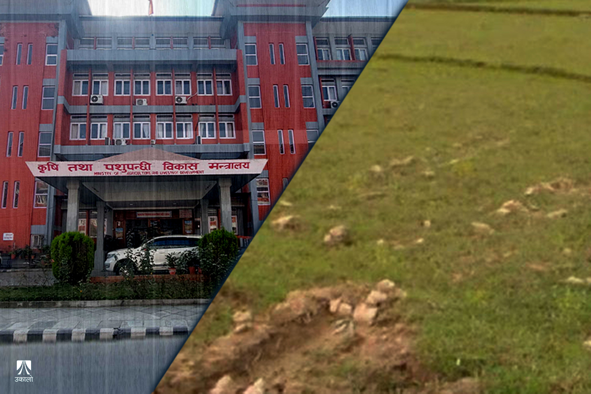 कृषि मन्त्रालयका जग्गामा अरुकै कब्जा, आफ्नै नयाँ संरचना बनाउन भने जग्गा किन्दै