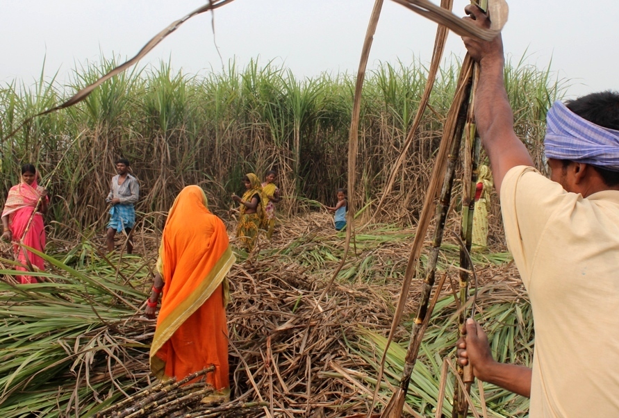 सुस्तापारिका उखु किसान भन्छन्– हाम्रा लागि सरकार छैन