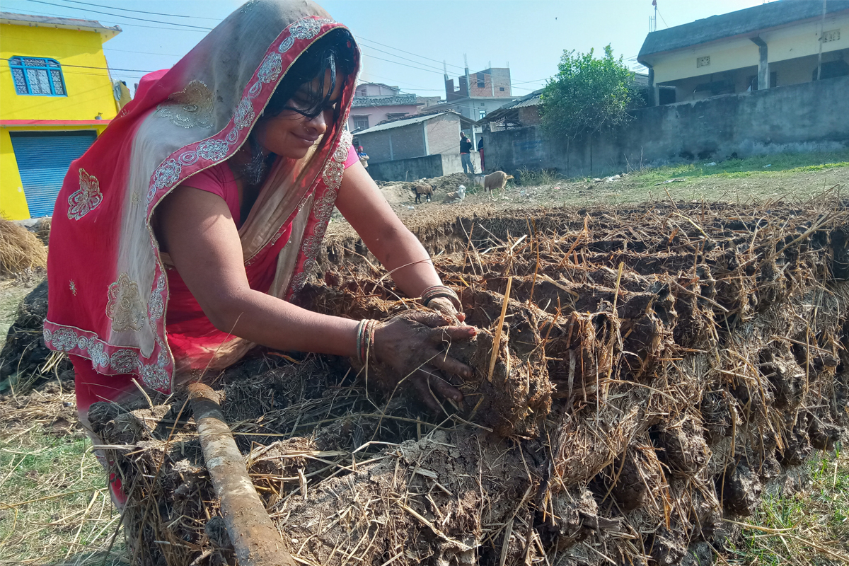 महोत्तरीका गृहिणीलाई गुइँठा बनाउने चटारो