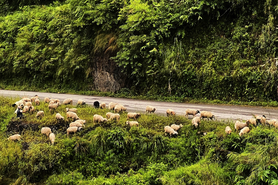 भेडाच्याङ्ग्राको व्यापार घट्दा चिन्तित व्यवसायी