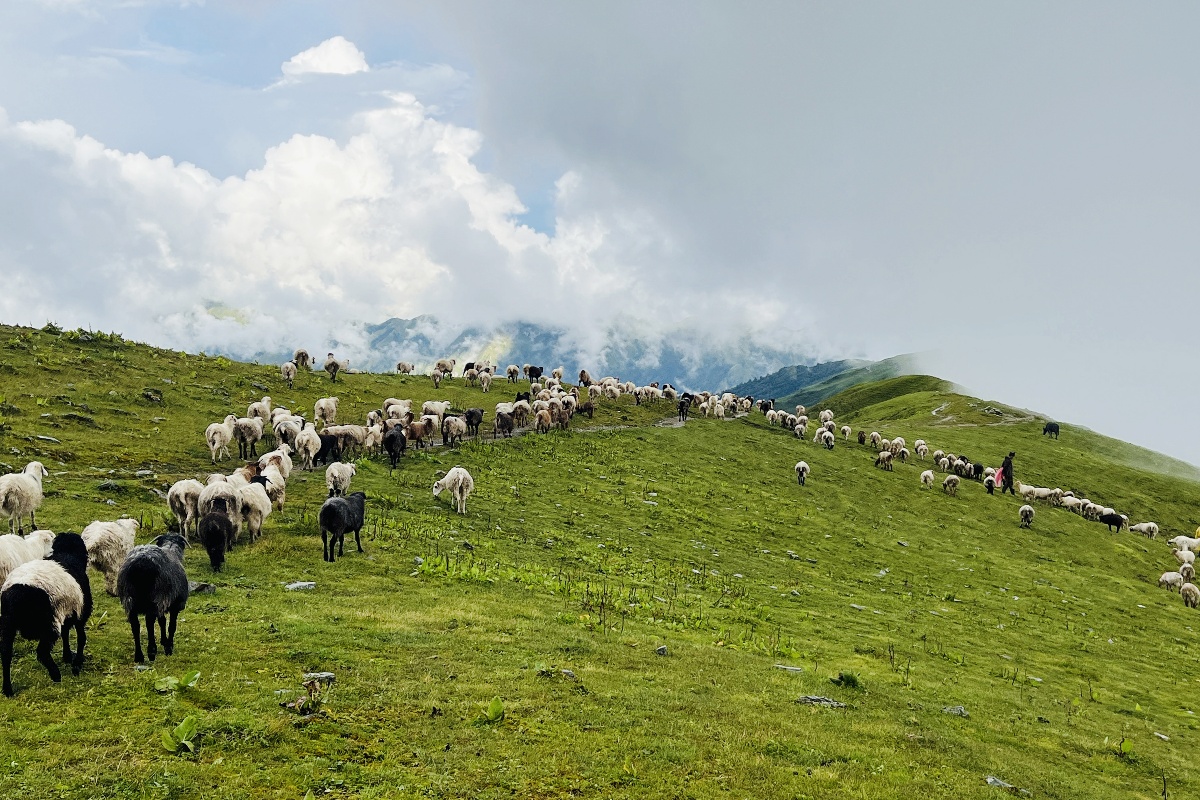 बर्खे कमाइ लगाएर लेक उक्लिए गोठाला