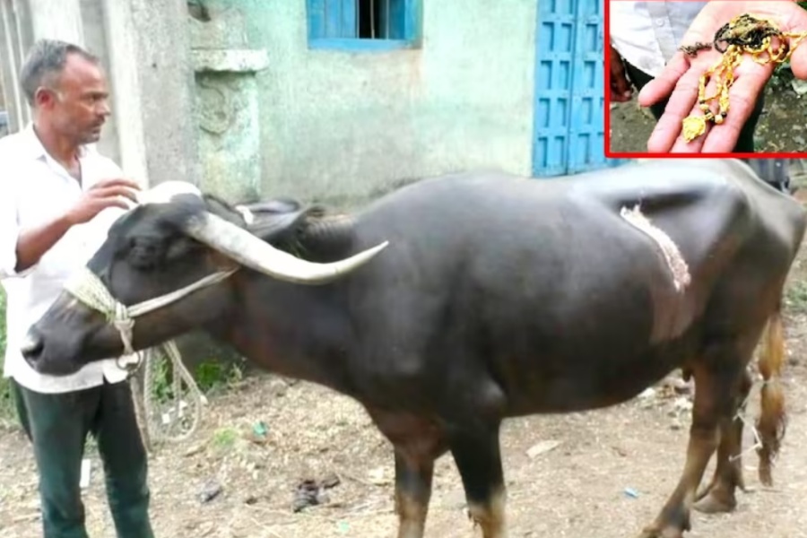 भैंँसीले निलेकाे मंगलसूत्र अपरेसन गरेर निकालियाे