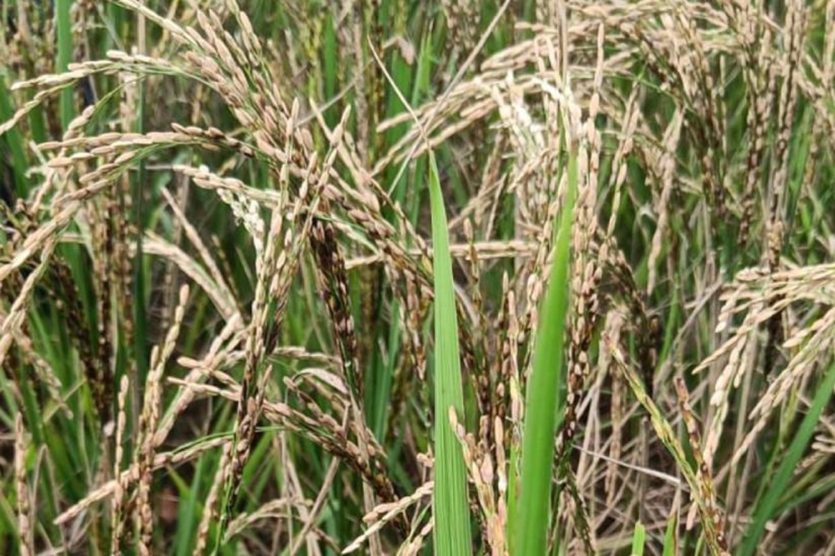 झापामा ‘डर्टी पेनिकल’ रोगको प्रकोप, धान बालीमा क्षति