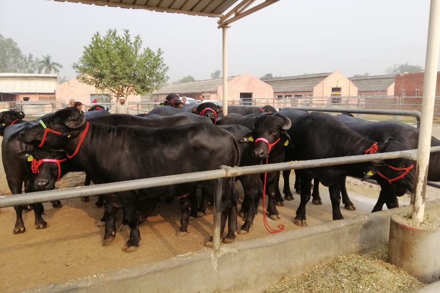 भारतबाट नेपाल आइपुगे उच्च प्रजनन क्षमताका मुर्रा राँगा