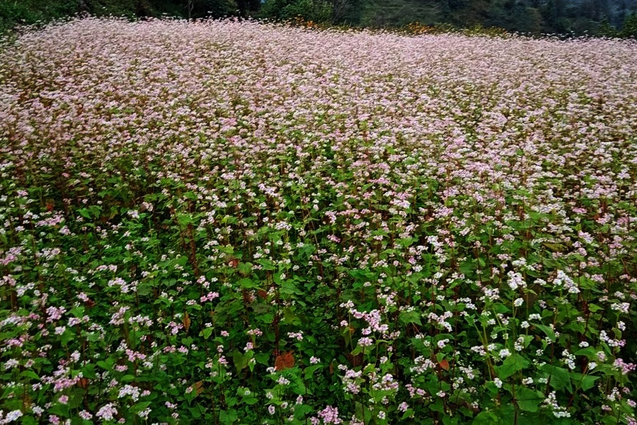 बागलुङमा घट्यो फापरखेती, बिउ नै मासिने चिन्ता
