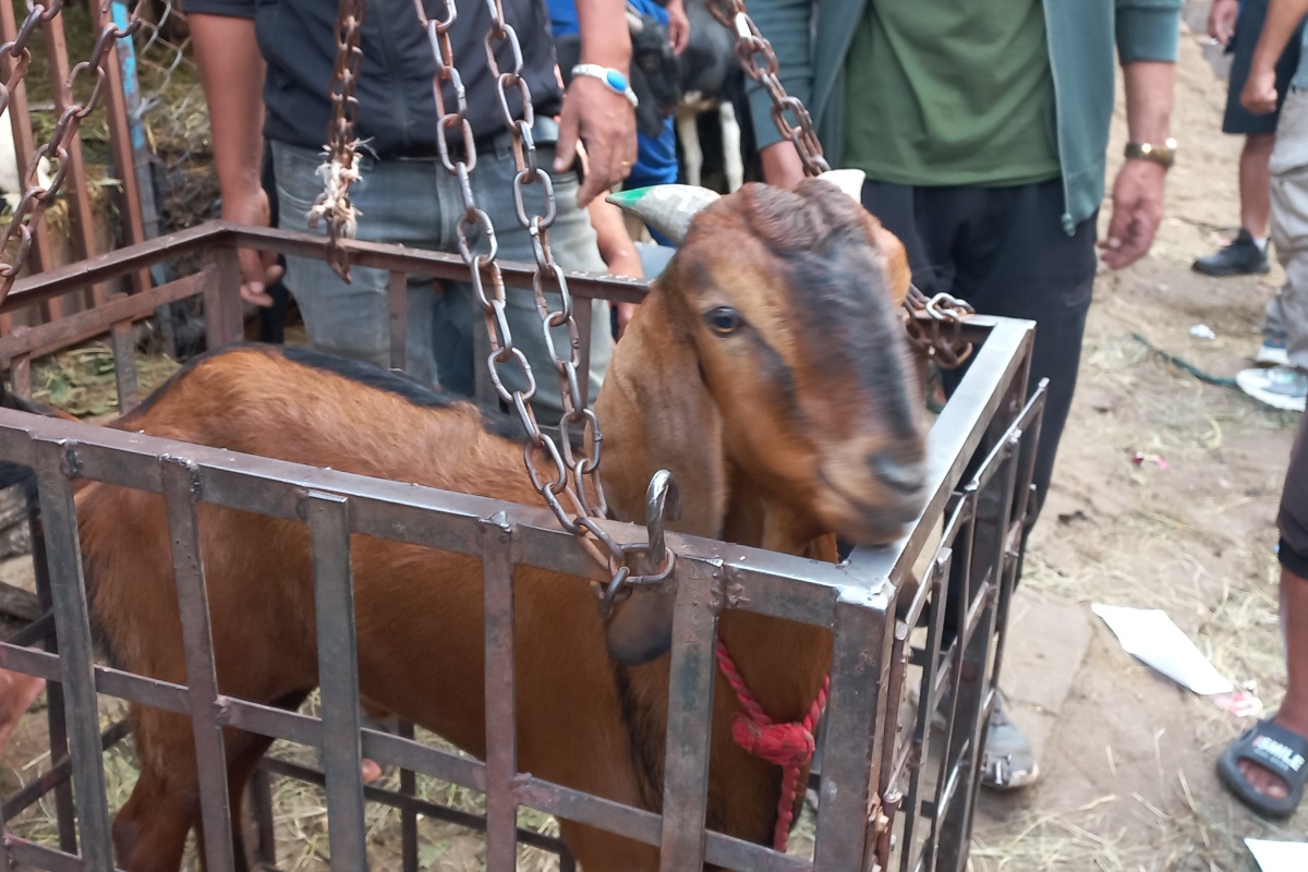 खसीबोकाको बिक्री खुला, सिङमा हरियो रङ लगाएका खरिद गर्न सुझाव