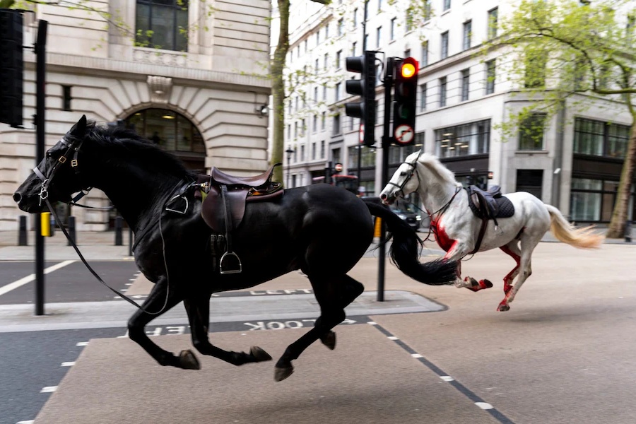 लन्डनको व्यस्त सडकमा घोडाहरू बेलगाम दाैडिएपछि (तस्वीरहरू)