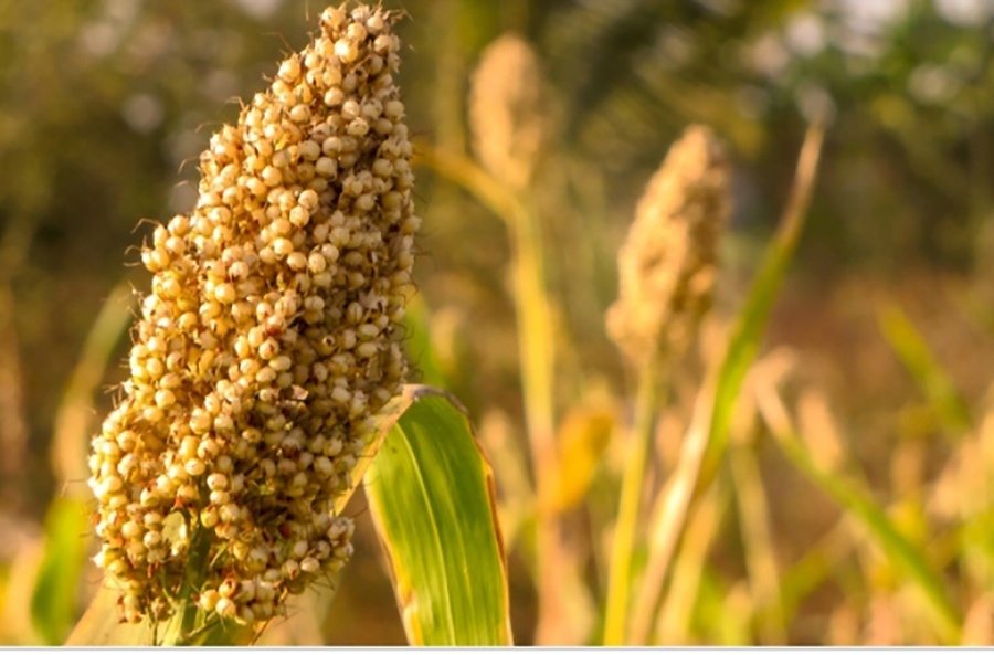 भेटिनै छाडे जुनेलो, फापर, गहत फलाउने किसान