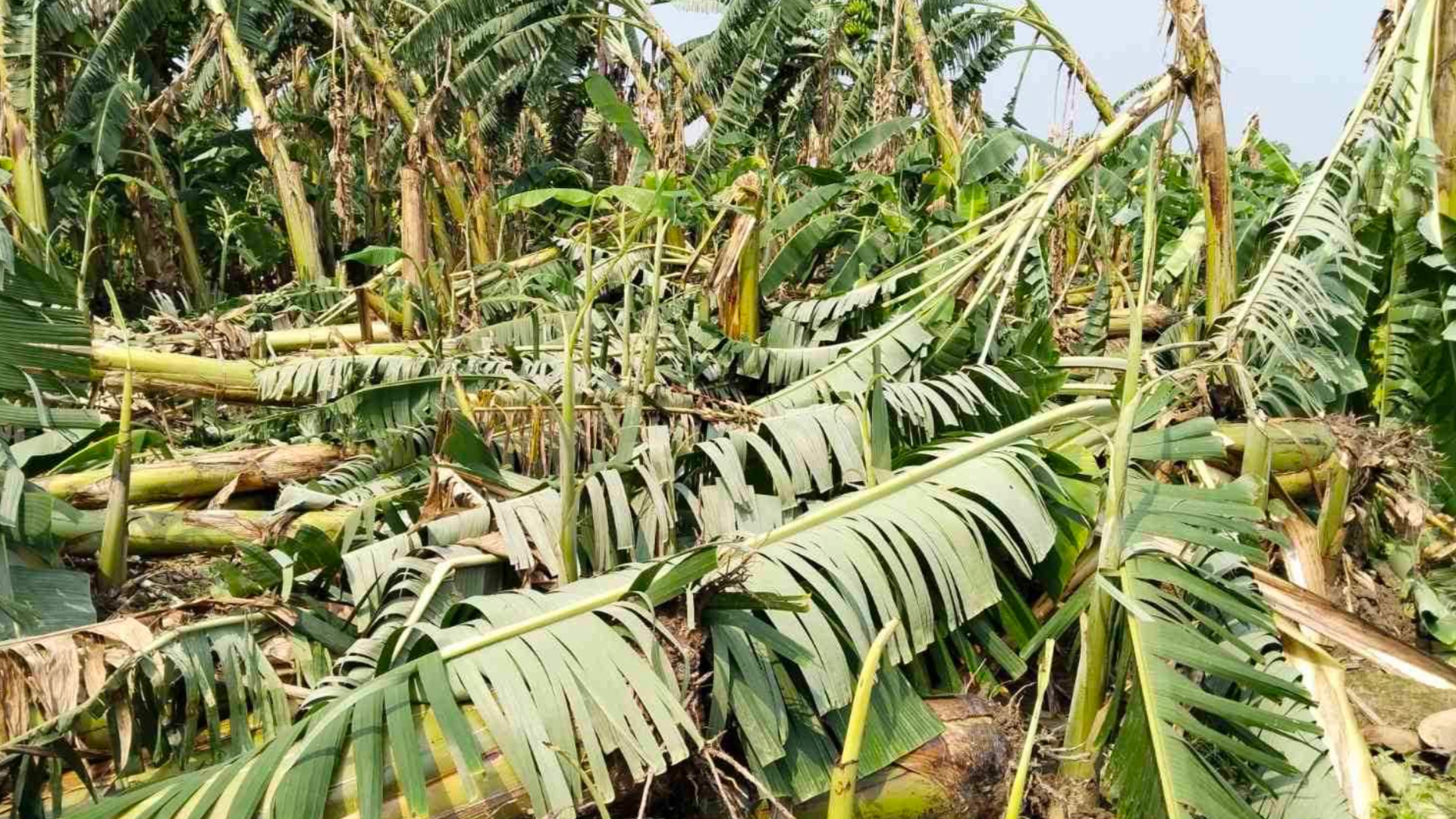 हावाहुरीले चितवनमा १२ करोड बराबरको केराखेती नष्ट