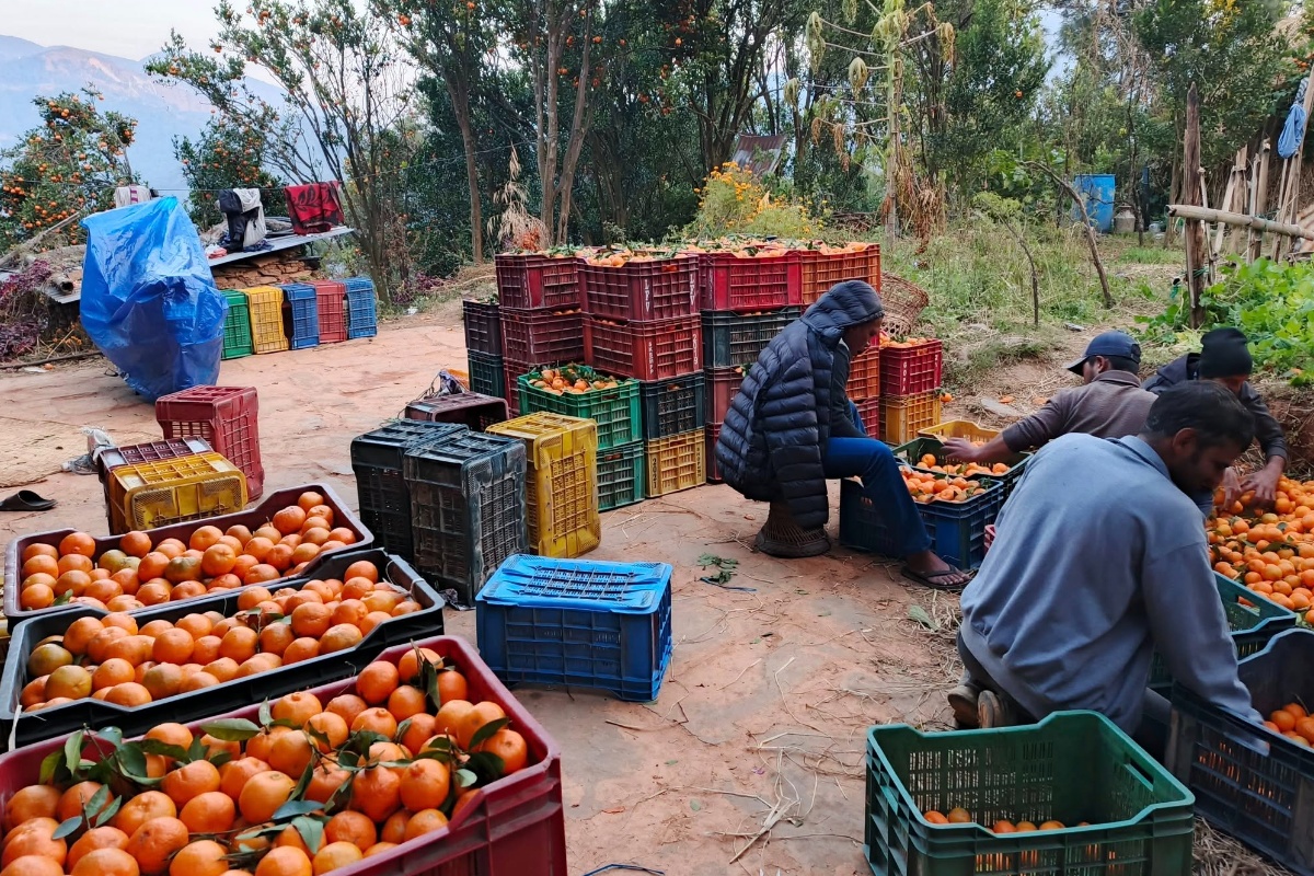 व्यापारीले बगानबाटै उठाउँछन् देउपुरका सुन्तला