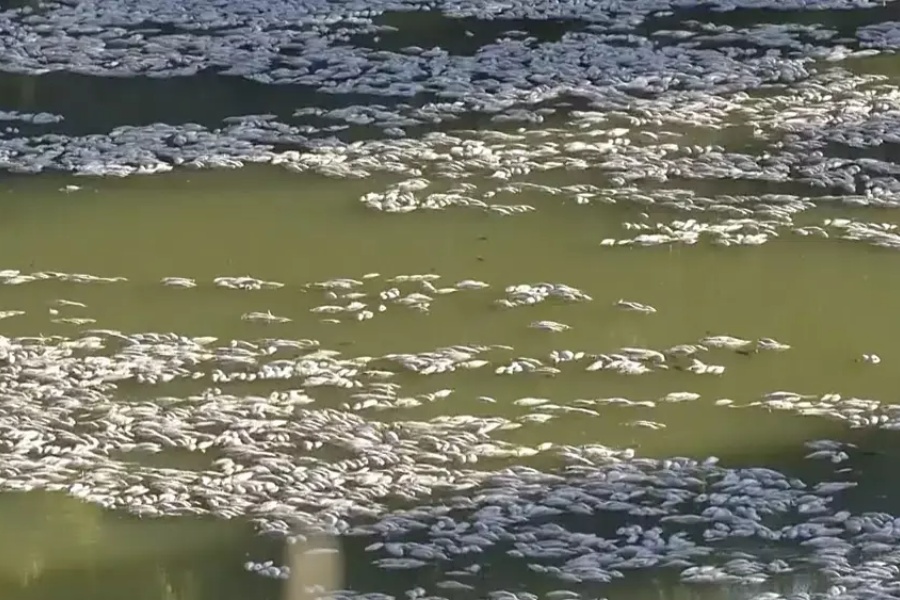 अस्ट्रेलियाको बाका नदीमा किन मरे लाखौँ माछा?