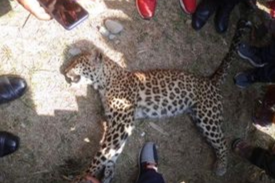 पोखरामा चितुवाको आक्रमणबाट २ जना घाइते 