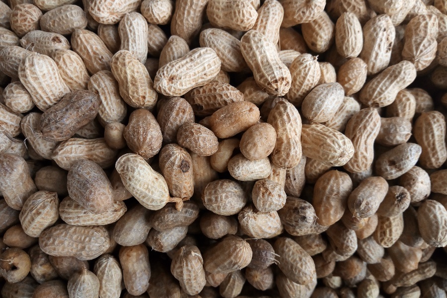 एक दशकदेखि ठेलामा बदाम बेचेर गुजारा