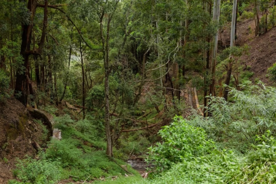 नेपालमा कति बढ्यो वनक्षेत्र?