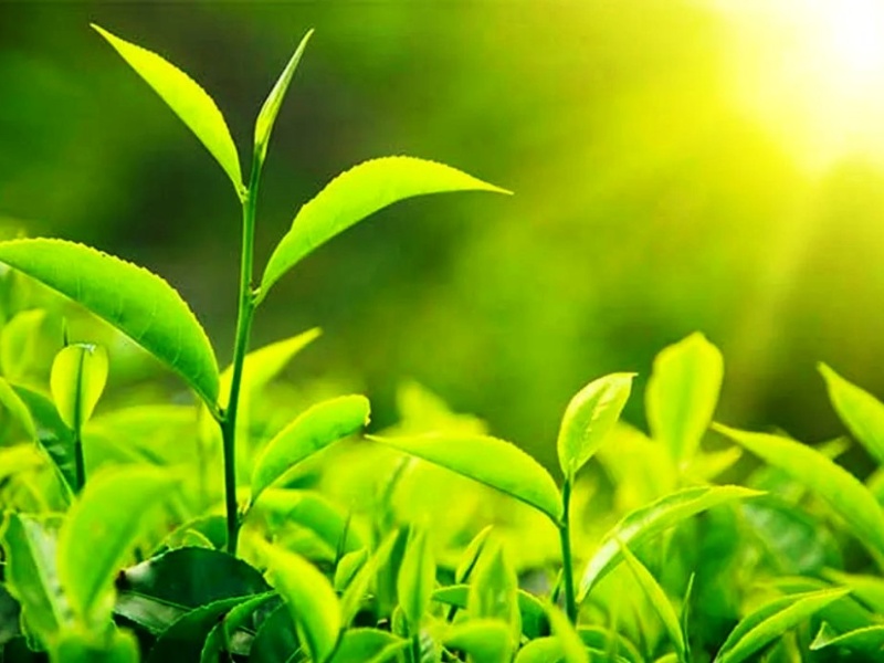 झाडी फाँडेर चियाखेती गर्दै काठेखोला गाउँपालिका