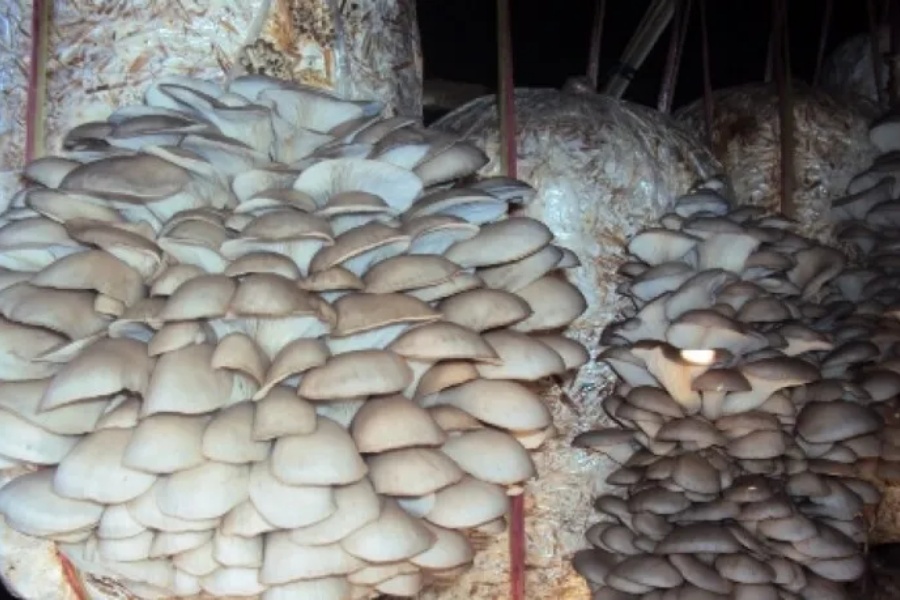 ‘युद्धले खुट्टा गुम्यो, चाहनाले सीप सिकायो’