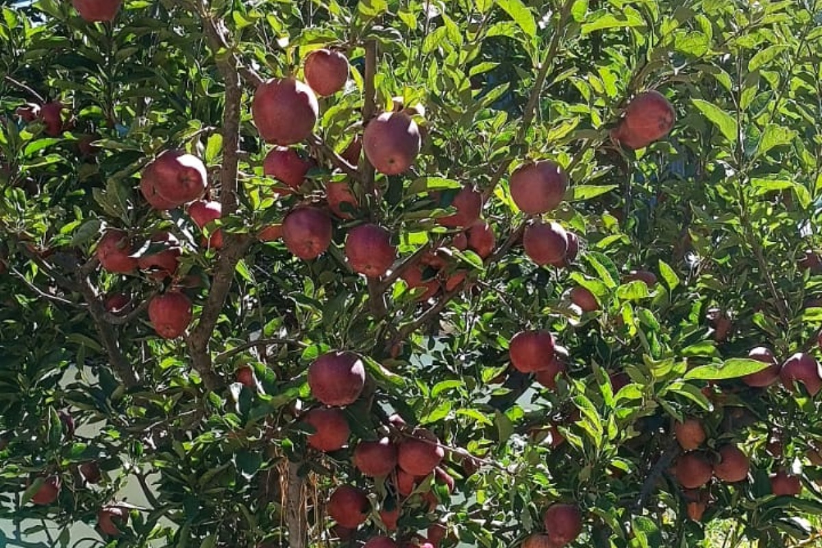 मुस्ताङमा उत्पादित स्याउको माग बढ्दो, पुर्‍याउन धौधौ