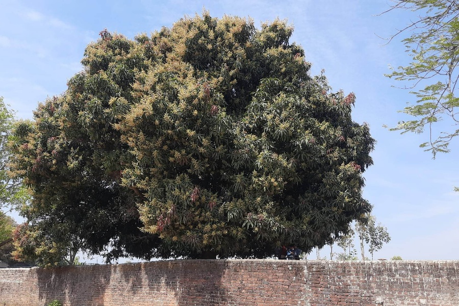 झपक्क फुल्यो आँप, उत्पादन बढ्ने अपेक्षा