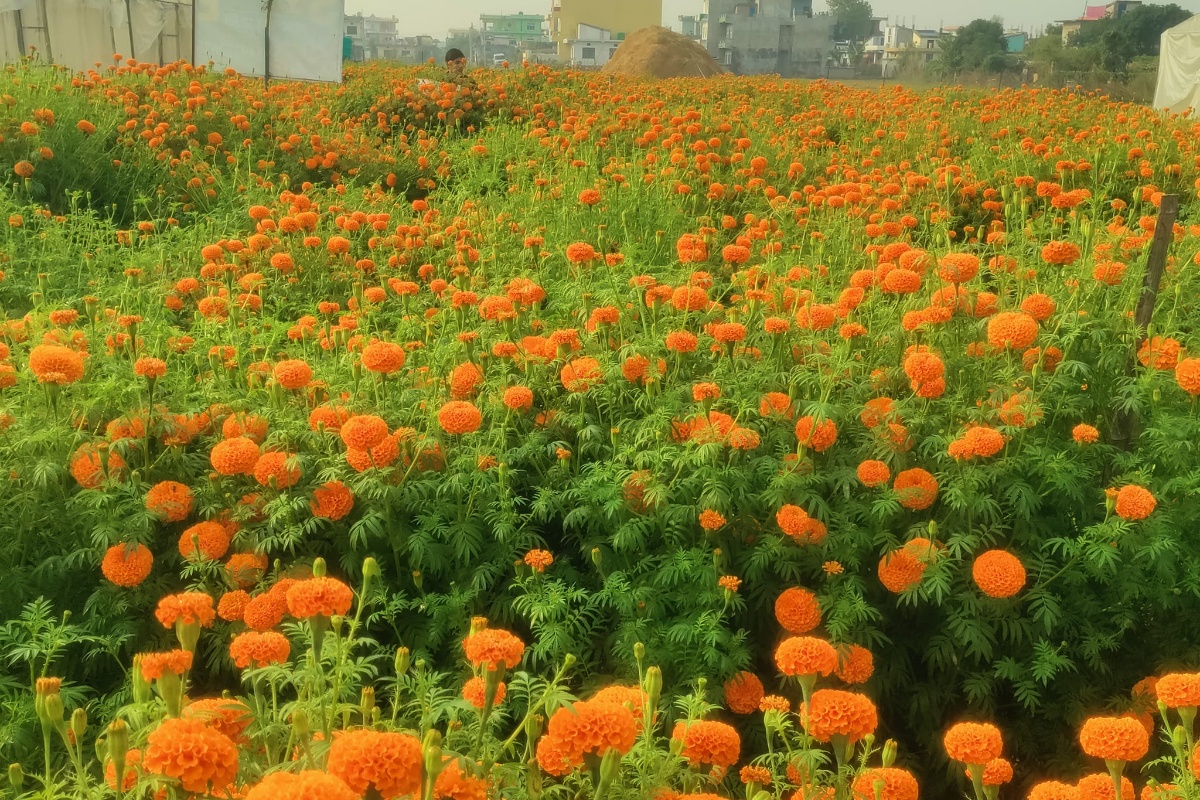 सयपत्री फूलको प्रयोग बढ्दा कृत्रिम फूलको आयात घट्यो