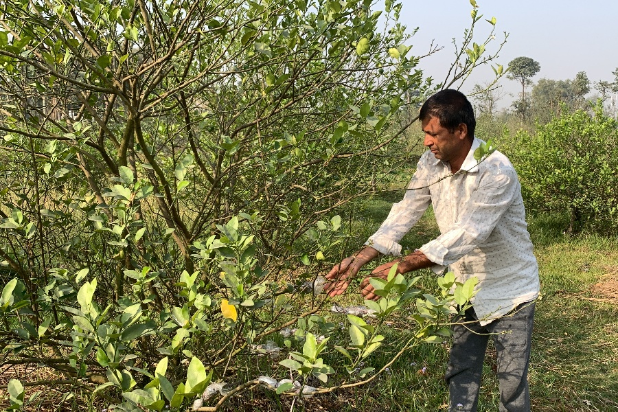 विदेशबाट फर्किएर कागतीखेतीमा रमेका रुद्रमणि