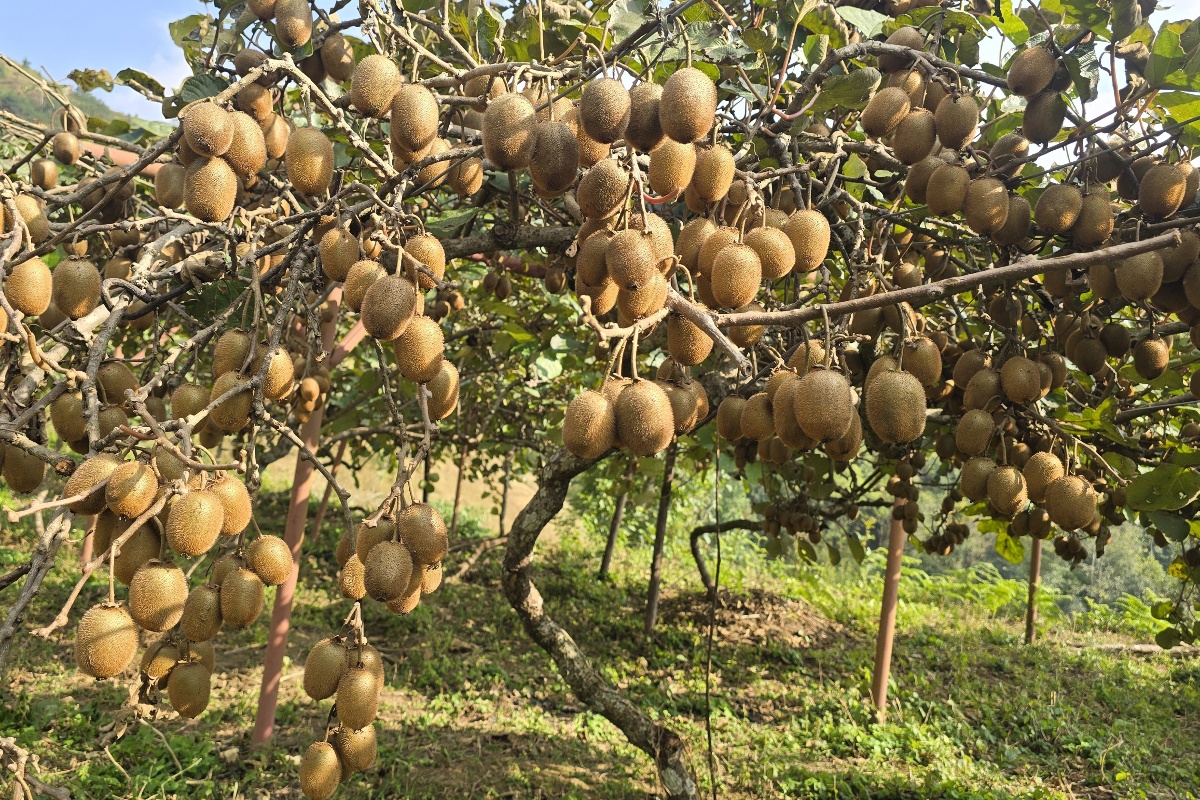 किवी उत्पादन दोब्बरले बढ्यो, बिक्री नहुँदा मारमा किसान