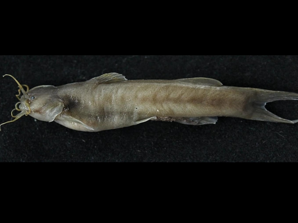 कोशीमा भेटियो लोपोन्मुख माछाको प्रजाति