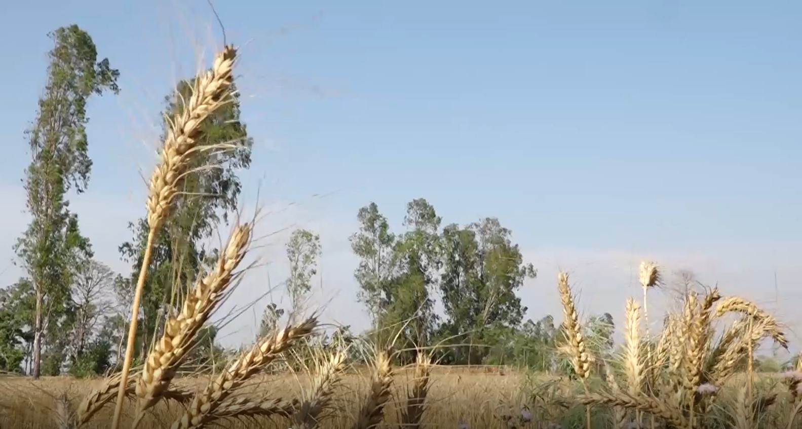 आगामी वर्ष खाद्यान्न संकट हुने विज्ञको चेतावनी, सरकार भन्छ– गम्भीर छौँ