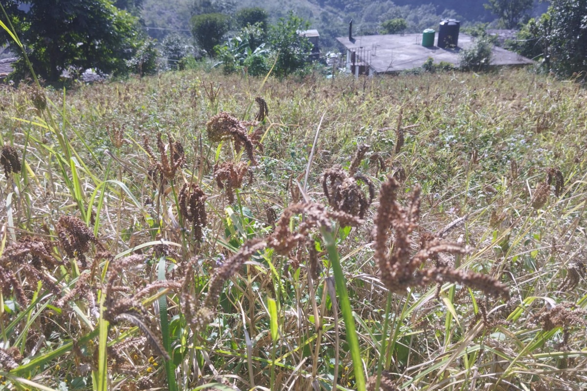 म्याग्दीको ग्रामीण भेगमा विस्तार हुँदै कोदोखेती