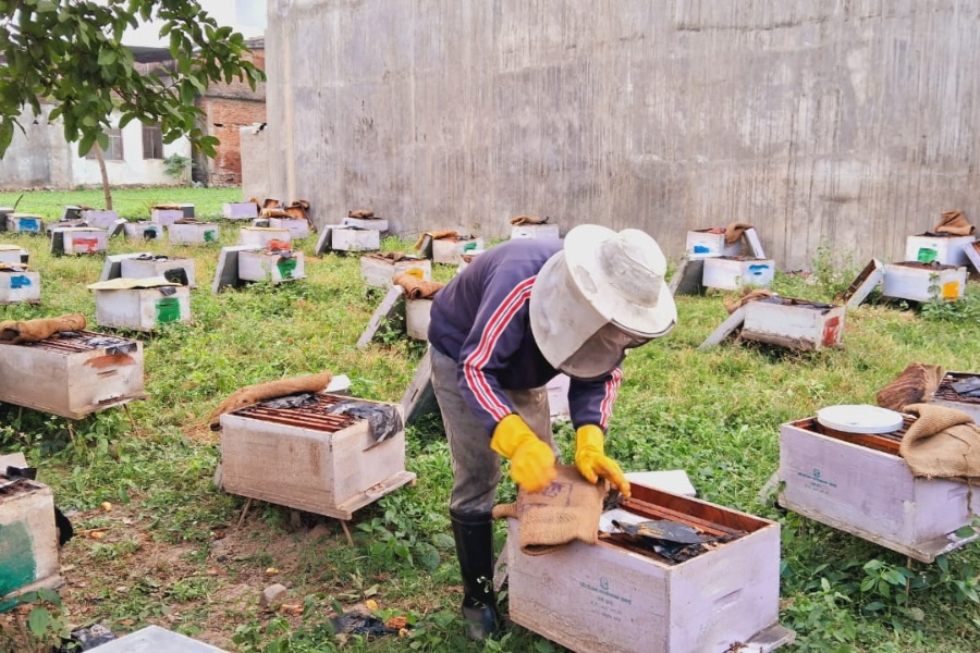 वैदेशिक रोजगारीबाट फर्केर माैरीपालन, वार्षिक ७ लाख बचत