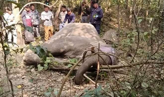 रौतहटको जंगलमा भेटिएको घाइते ‘एमगज’ हात्तीको उपचार