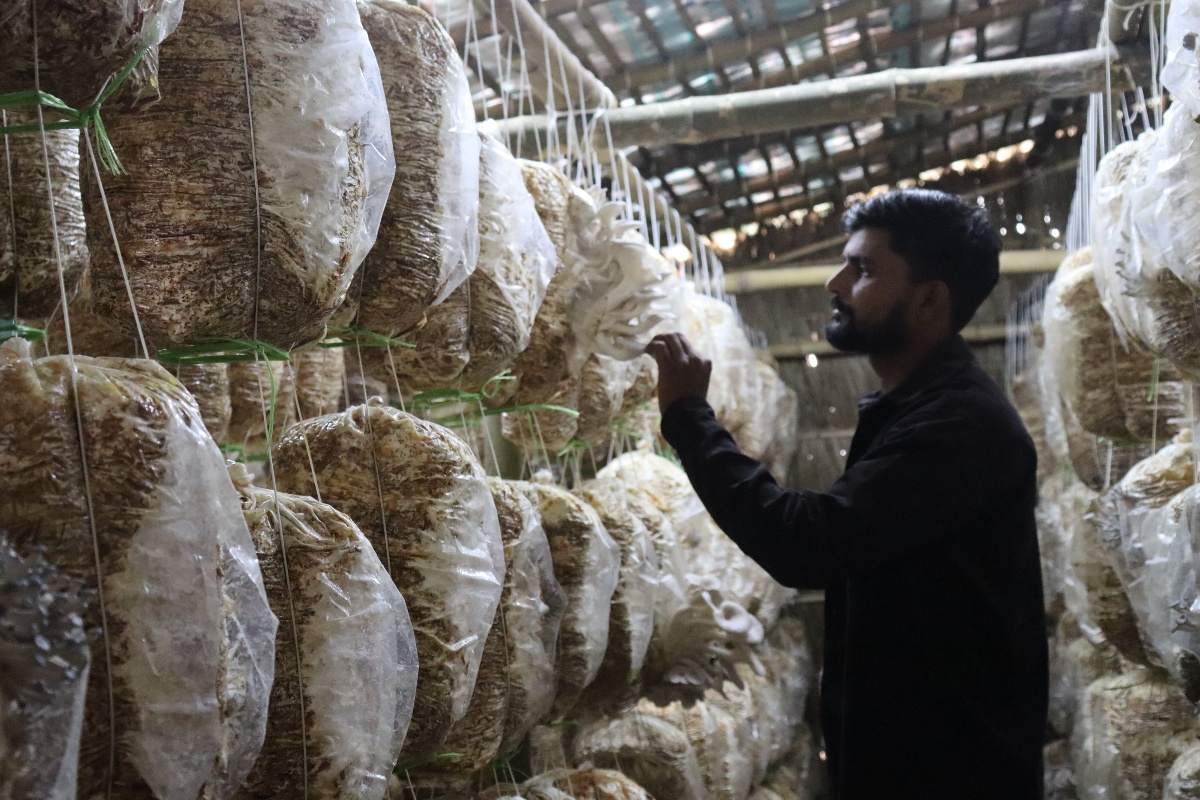 विदेशबाट फर्किएर च्याउखेती, मासिक लाखभन्दा बढी आम्दानी