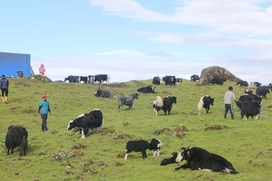 नाका नखुल्दा बिकेनन् चौँरी, निराश छन् किसान