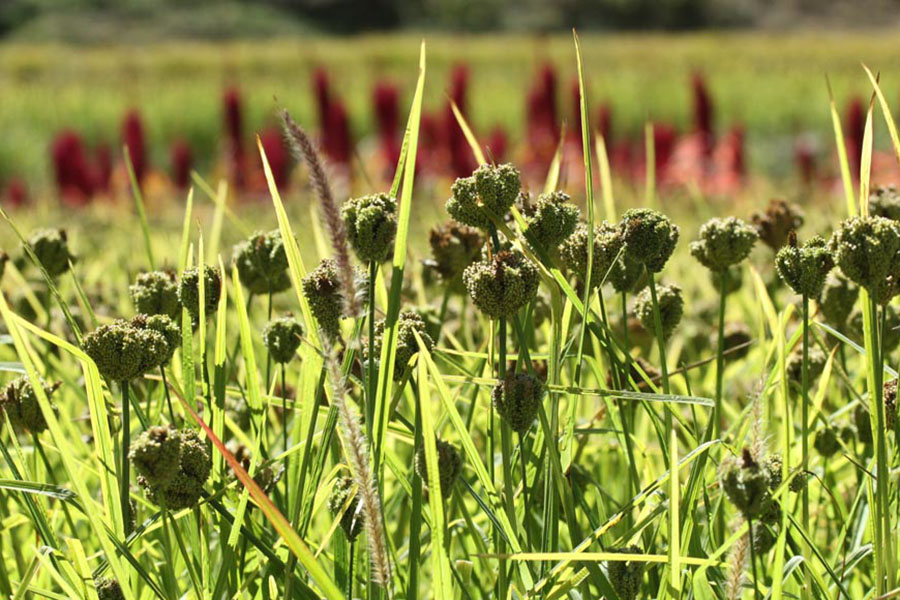 उत्पादन घटेपछि कोदोखेती छाड्दै जुम्लाका किसान