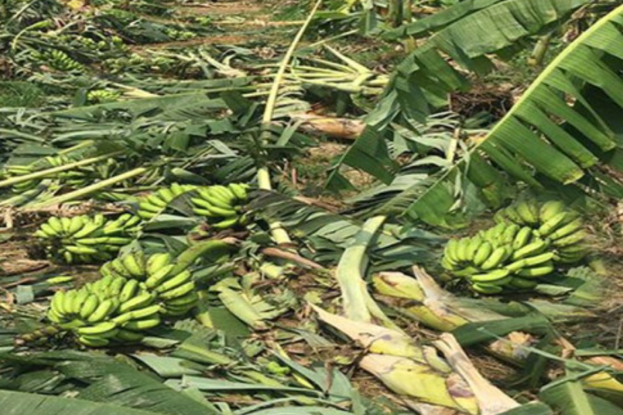 वर्षा र हावाहुरीले केराखेतीमा क्षति