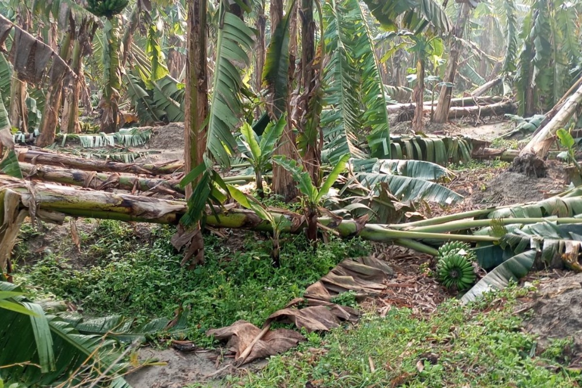 सुनसरीमा हावाहुरीबाट केराखेतीमा क्षति, किसान निराश