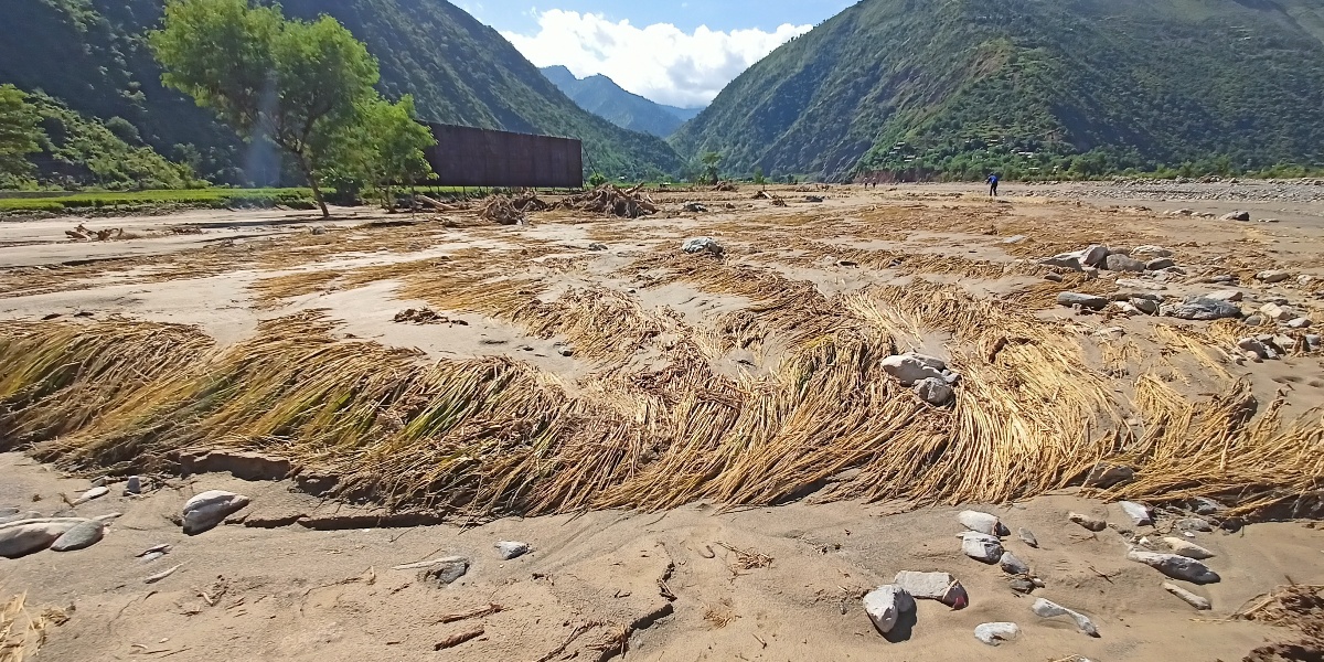पाकेर लहलह झुलेको धान बाढीले सखाप, बगर बन्यो खेत