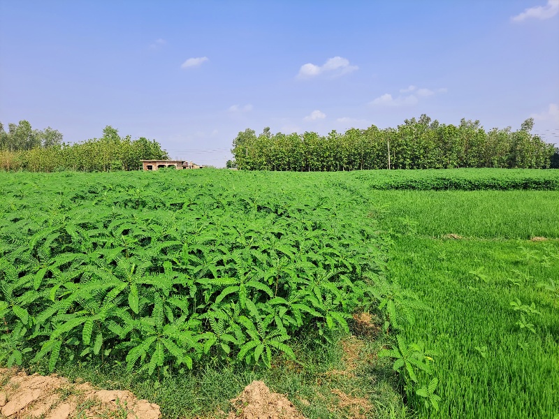बाँकेमा कम्पोष्ट मलका लागि ढैँचाखेती