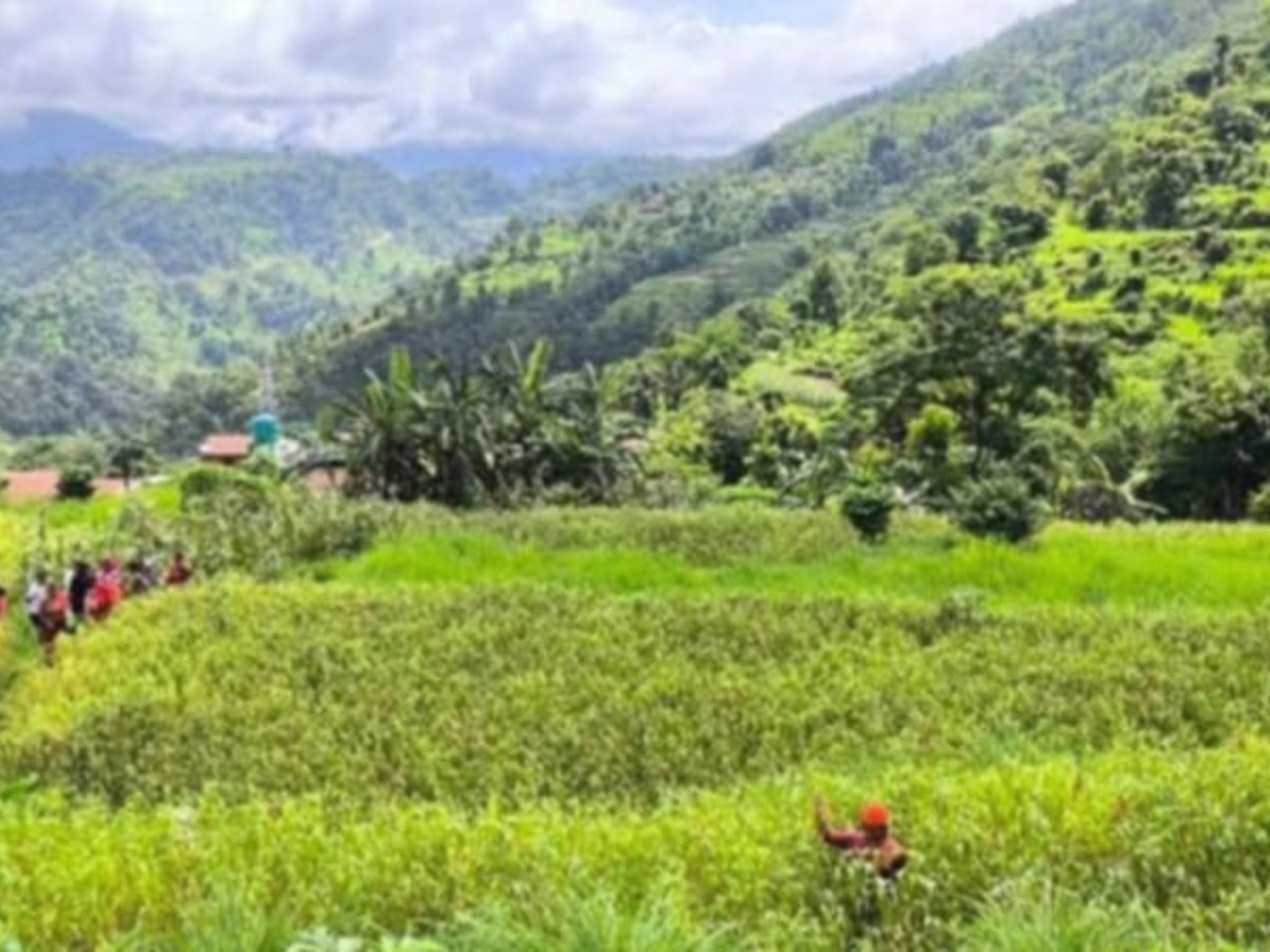 बाँदरले दु:ख दिएपछि कागुनो खेती गर्न थाले कृषक