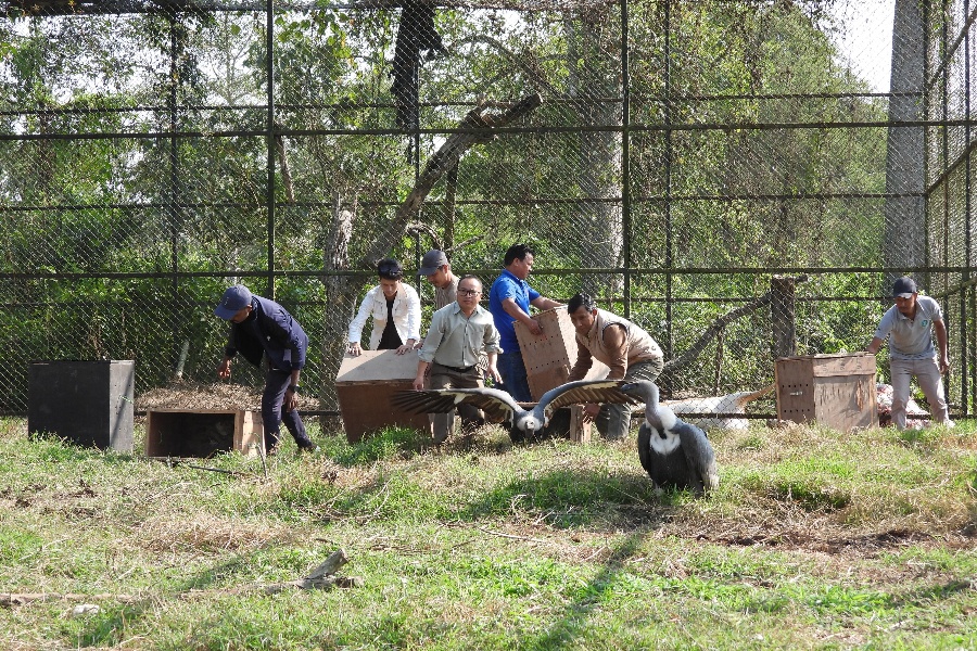 १० गिद्ध स्थानान्तरण
